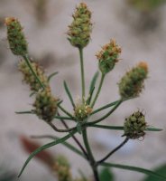 Plantago arenaria