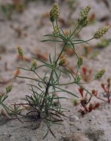 Plantago arenaria