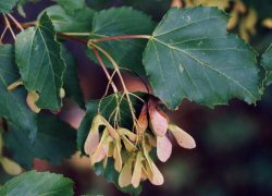 Acer tataricum