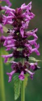 Betonica officinalis