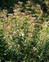 Eupatorium cannabinum (sadziec konopiasty)