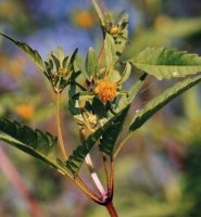 Bidens frondosa (uczep amerykański)