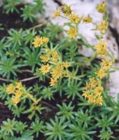 Saxifraga aizoides