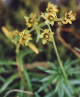 Saxifraga aizoides