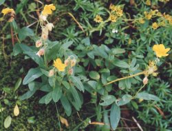 Helianthemum nummularium