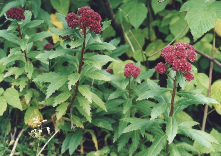 Sedum fabaria