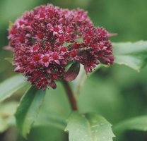 Sedum fabaria