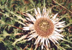 Carlina acaulis