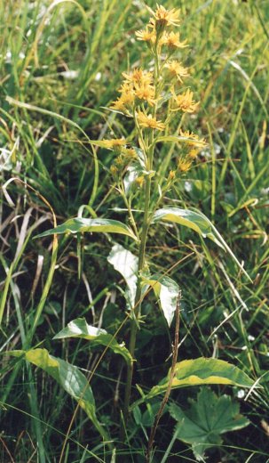 Solidago alpestris