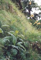 Cirsium ersithales