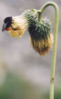 Cirsium ersithales