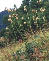 Cirsium ersithales