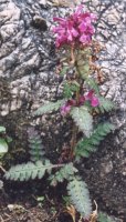 Pedicularis verticillata