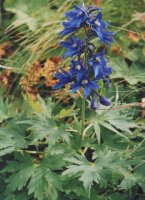 Delphinium oxysepalum (ostróżka tatrzańska)