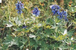 Delphinium oxysepalum (ostróżka tatrzańska)