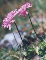 Scabiosa lucida