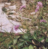 Scabiosa lucida