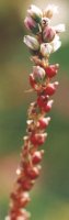 Polygonum viviparum