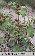 Xanthium albinum