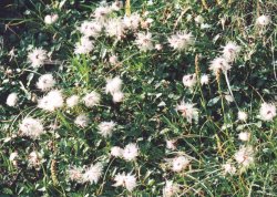 Dryas octopetala