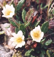 Dryas octopetala