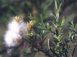 Salix repens