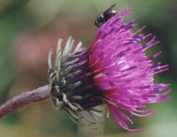 Carduus glaucus (oset siny)