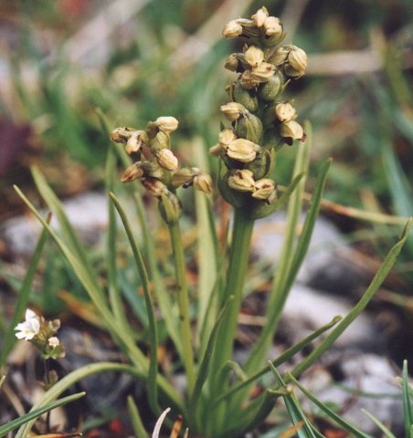 Chamorchis alpina