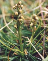 Chamorchis alpina