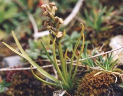 Chamorchis alpina