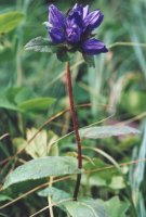 Campanula glomerata (dzwonek skupiony)