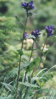 Campanula glomerata (dzwonek skupiony)