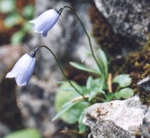 Campanula cochleariifolia