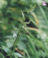 Epilobium alpestre