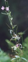 Epilobium alpestre