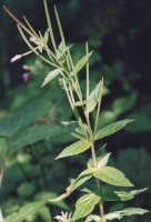 Epilobium alpestre