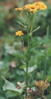 Senecio subalpinus