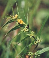 Melampyrum herbichii