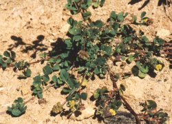 Medicago lupulina