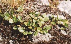 Salix herbacea