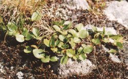 Salix herbacea