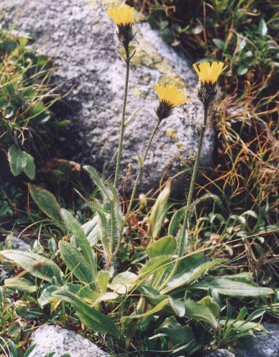 Hieracium alpinum