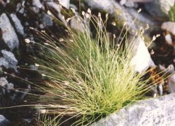 Oreochloa disticha