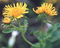 Inula britannica