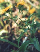 Inula britannica