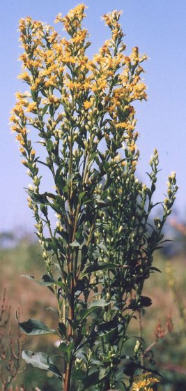 Solidago virgaurea