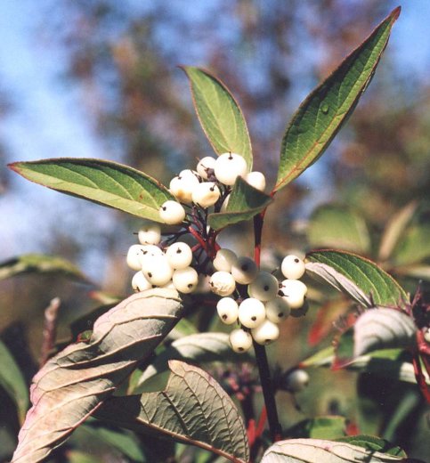 Cornus alba