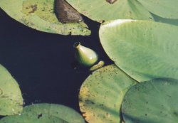 Nuphar lutea