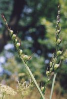 Gladiolus imbricatus