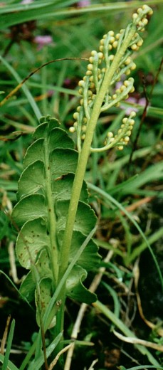 Botrychium lunaria